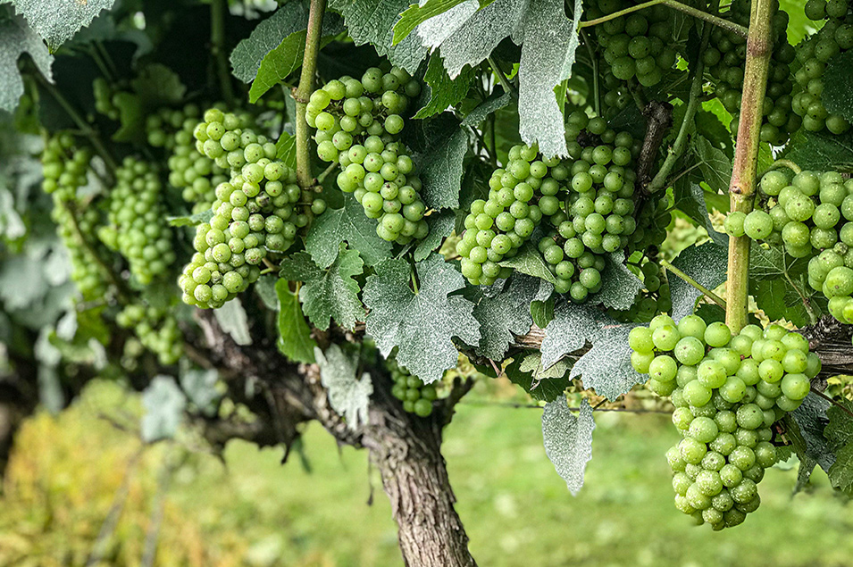 fariss-farms-vineyard-grapes