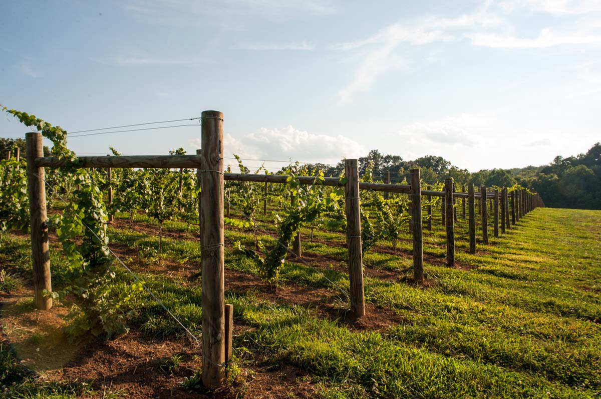 Vineyards in Virginia